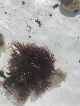 Image of Brown bryozoan