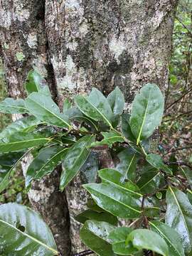 Image of Diospyros fasciculosa (F. Muell.) F. Muell.