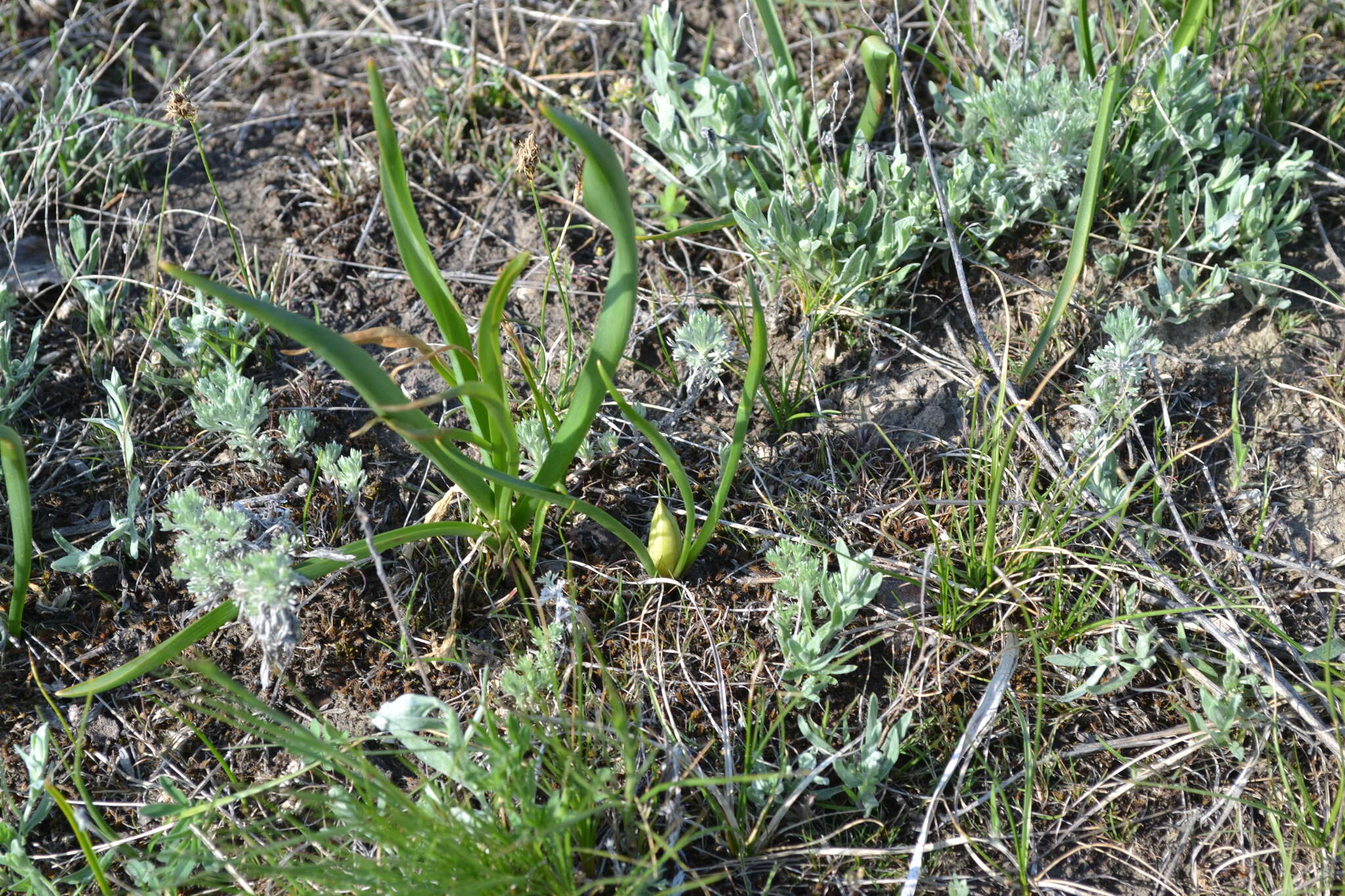 Image of Colchicum bulbocodium subsp. versicolor (Ker Gawl.) K. Perss.