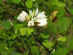 Plancia ëd Bauhinia macranthera Hemsl.