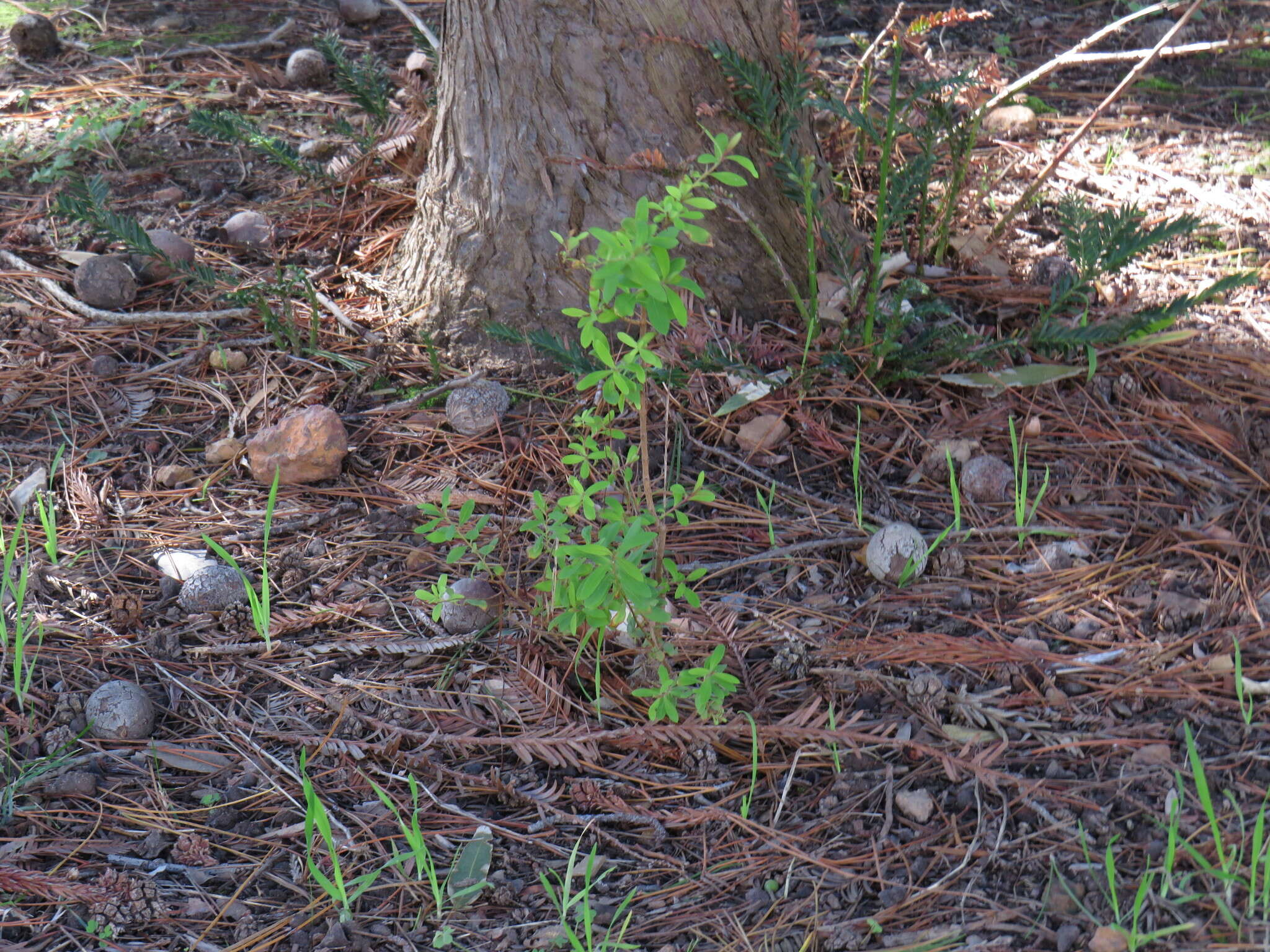 Imagem de Hypericum canariense L.