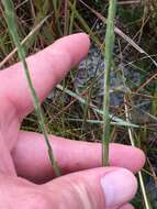 Image of Bristle-Leaf Chaffhead