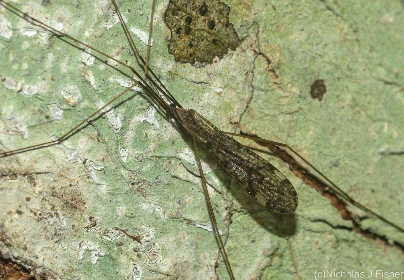 Image of Austrolimnophila (Austrolimnophila) antiqua (Skuse 1890)