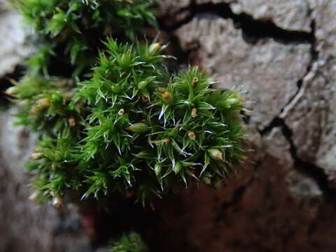 Image of orthotrichum moss