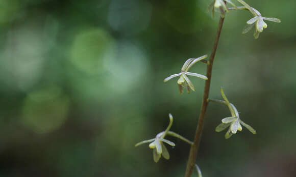 Image of Tipularia japonica Matsum.