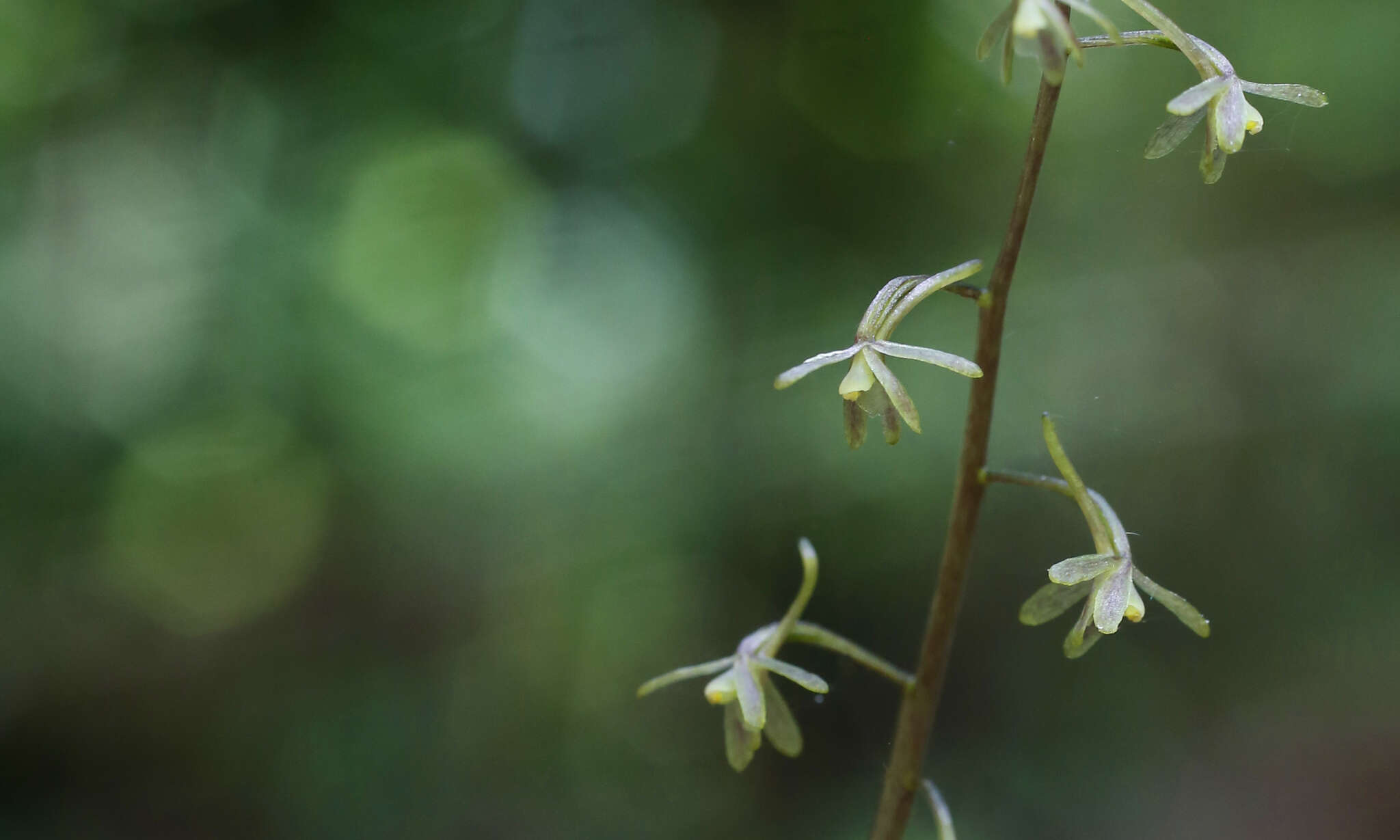 Tipularia japonica Matsum. resmi