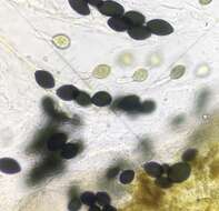 Image of Podospora pyriformis (A. Bayer) Cain 1962