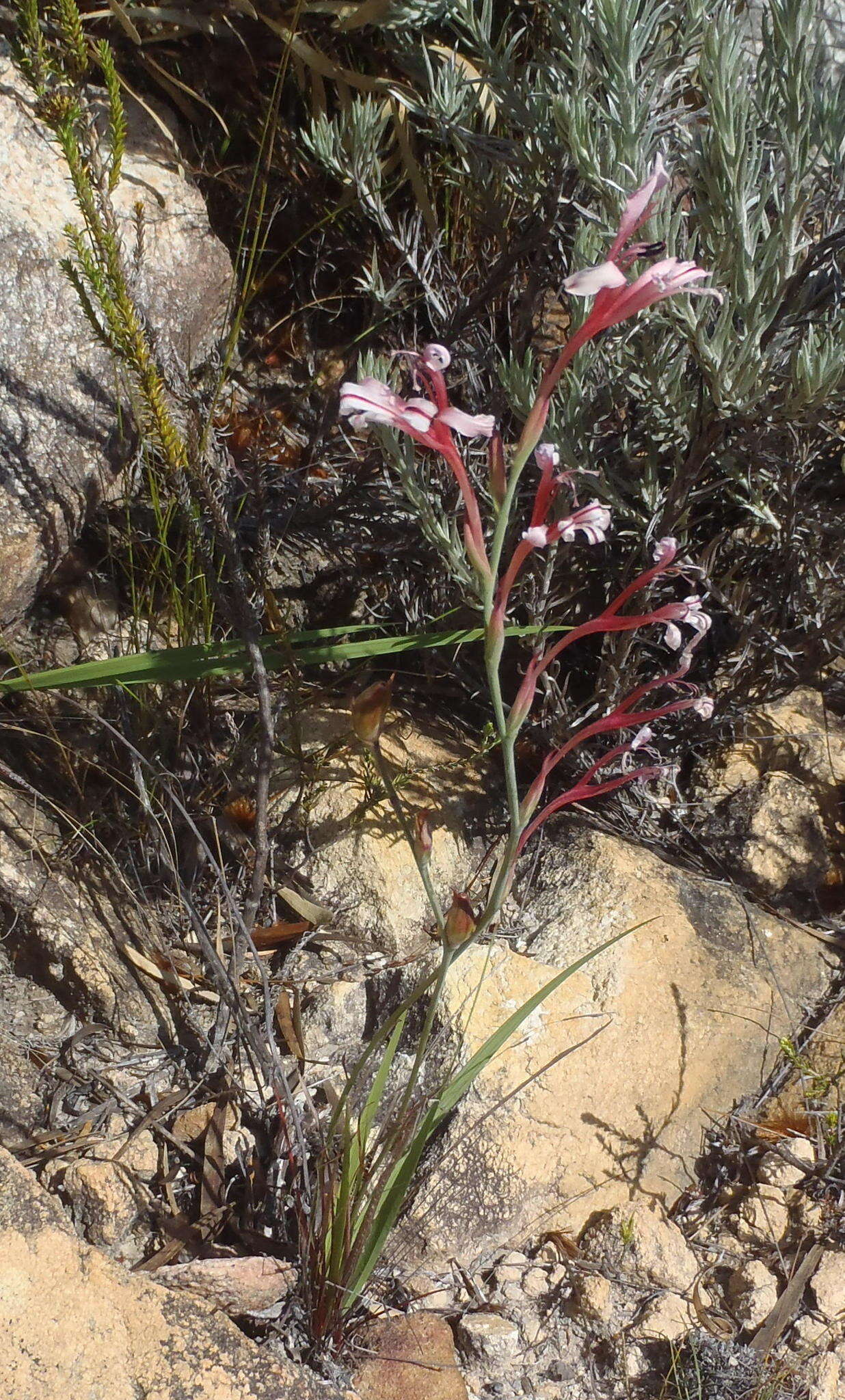 Image of Tritoniopsis ramosa var. ramosa