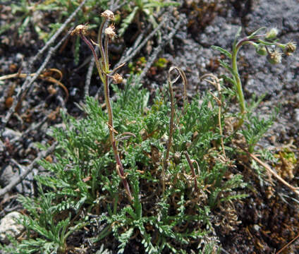 Image of Erigeron cardaminifolius (Kunth) Wedd.