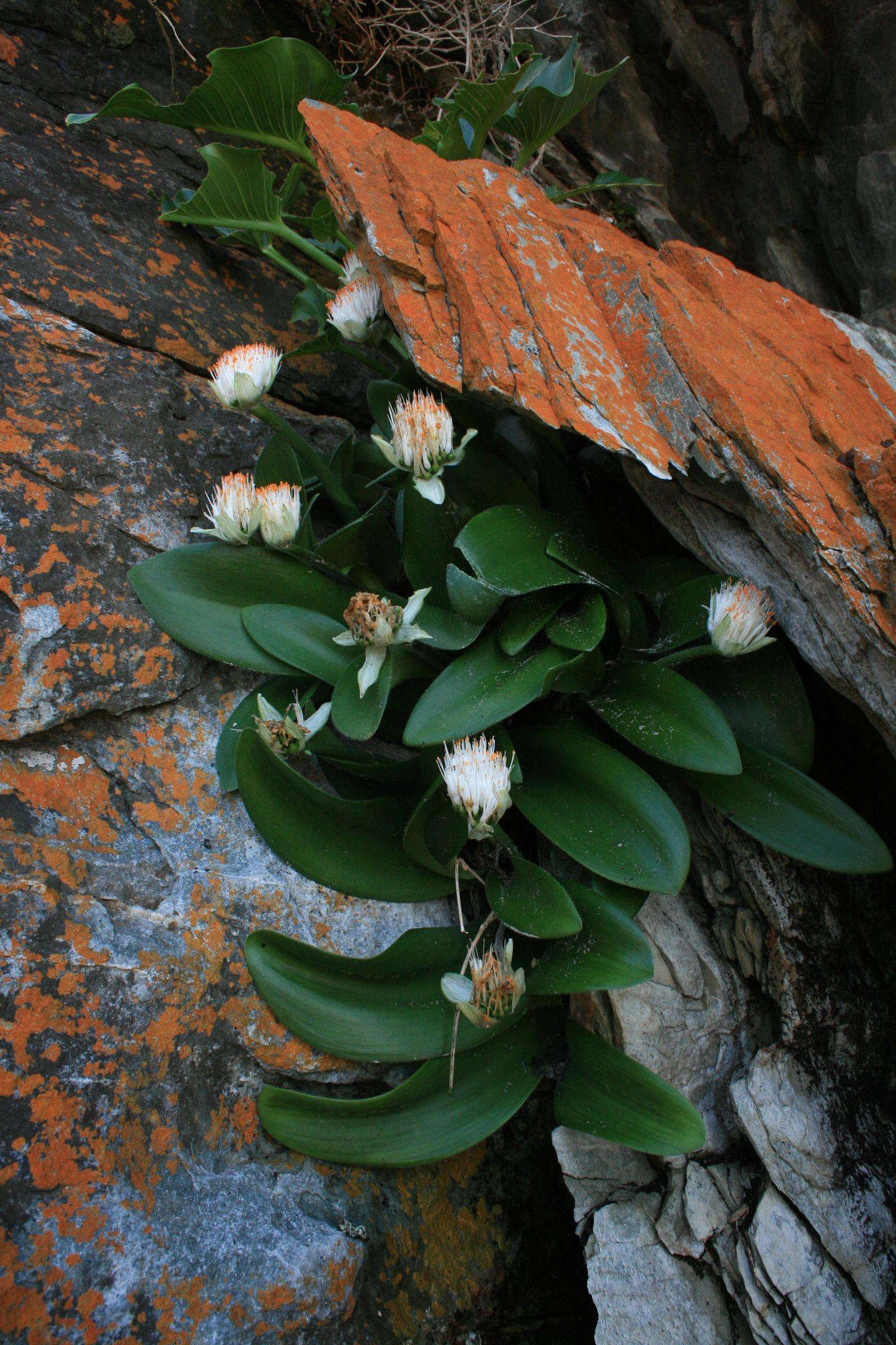 Image of Haemanthus albiflos Jacq.