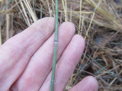 Imagem de Equisetum trachyodon (A. Br.) Koch