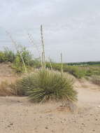 Image of Yucca elata var. elata