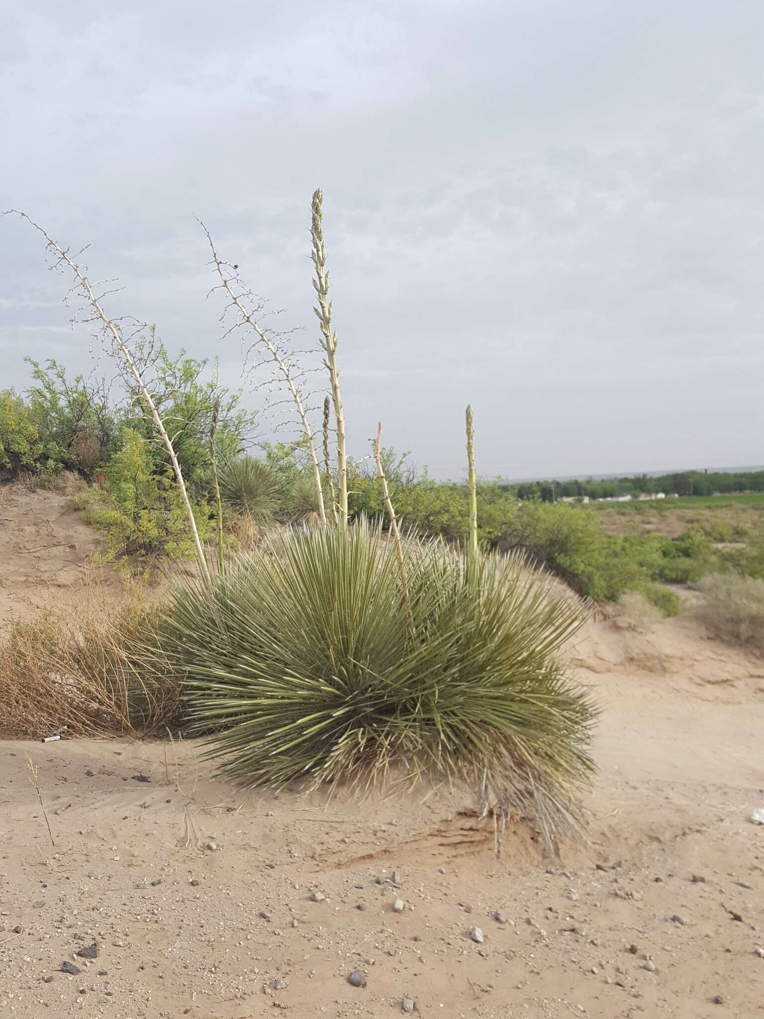 Image of Yucca elata var. elata