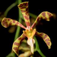 Trichoglottis resmi