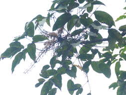 Image of Schefflera heterophylla (Wall. ex G. Don) Harms