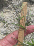 Image of narrowleaf Indian breadroot