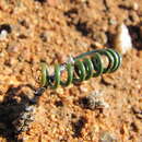 Image de Albuca zebrina Baker