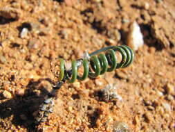 Image of Albuca zebrina Baker