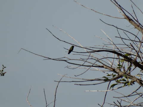 Image of Glittering-bellied Emerald