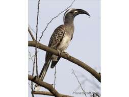 Image of African Grey Hornbill