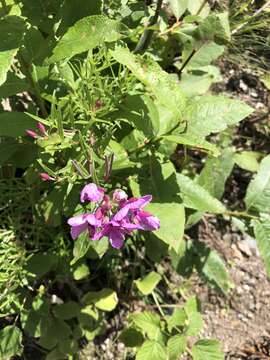 Imagem de Epilobium colchicum Albov