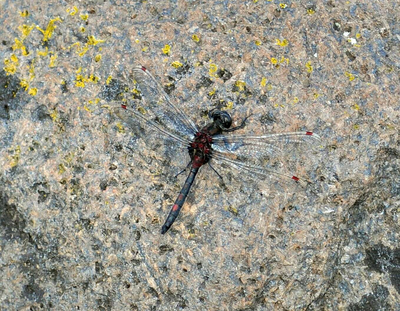 Image of ruby whiteface