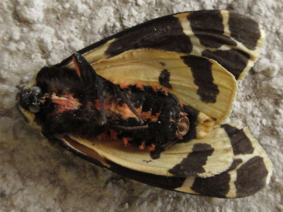 Image of Yellow Tiger Moth