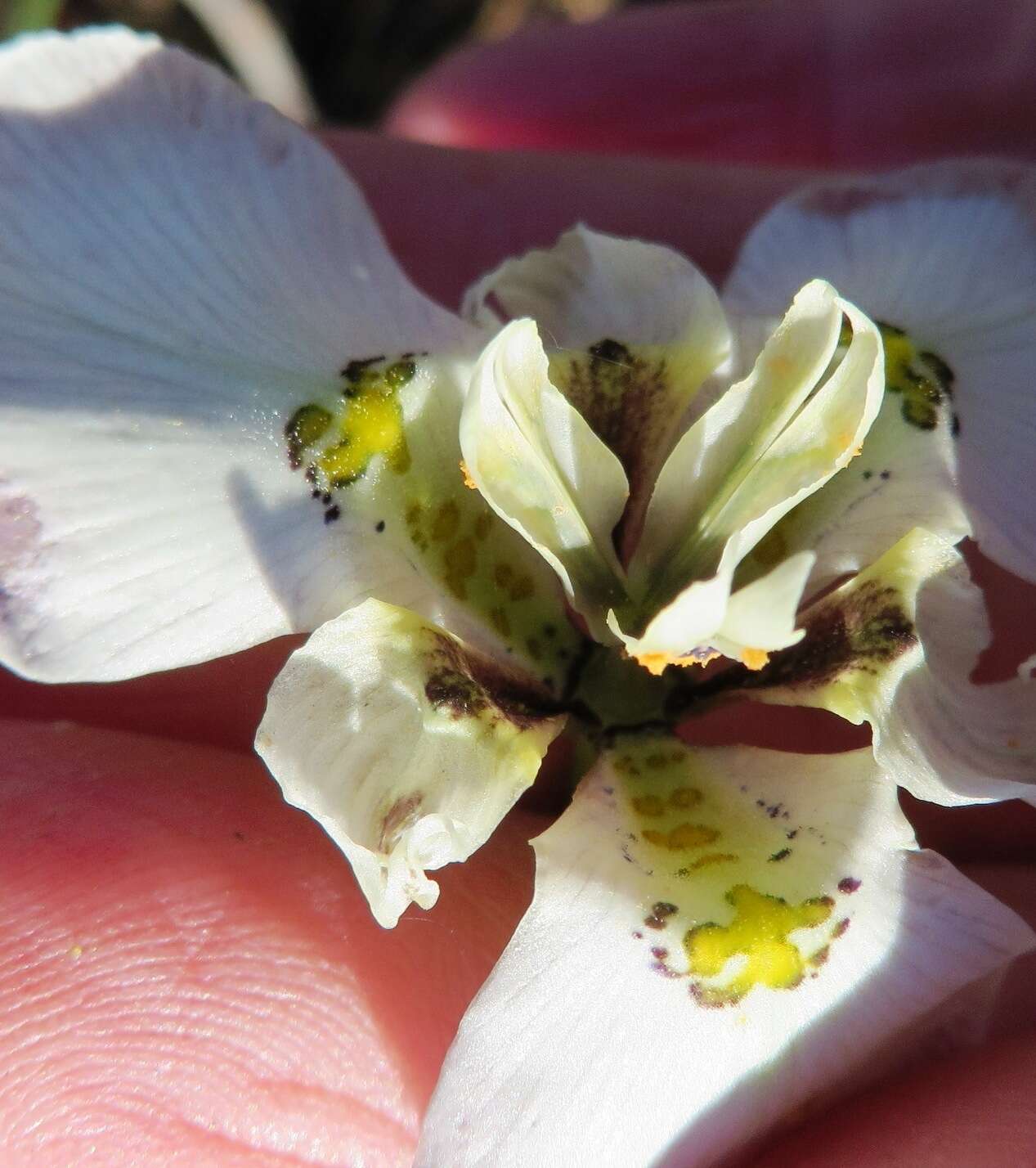 Image of Moraea cantharophila Goldblatt & J. C. Manning