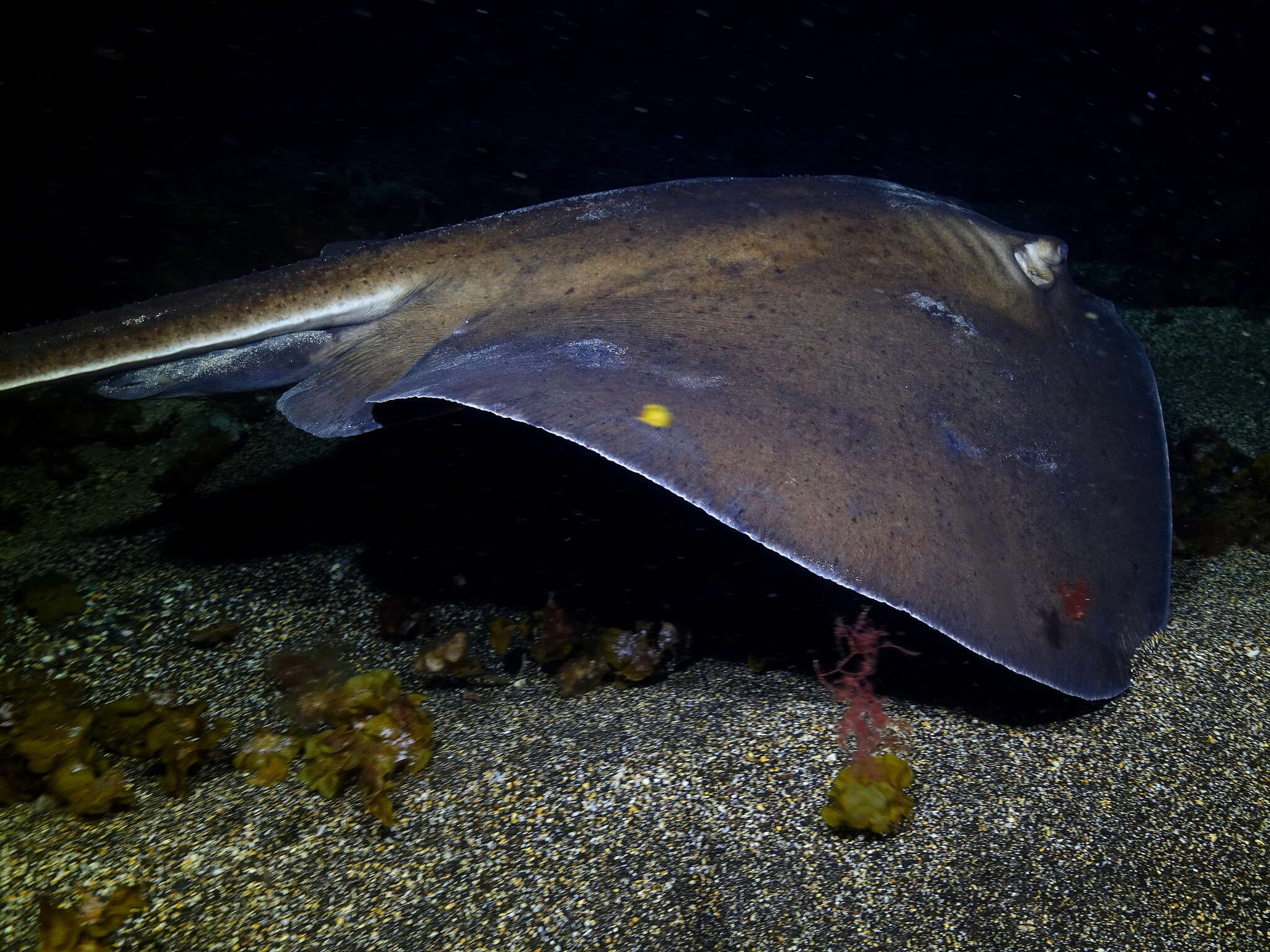 Image of round fantail stingray