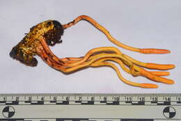 Plancia ëd Ophiocordyceps melolonthae (Tul. & C. Tul.) G. H. Sung, J. M. Sung, Hywel-Jones & Spatafora 2007