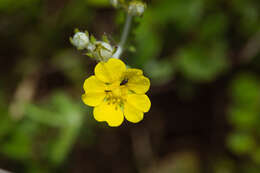 Image of Potentilla discolor Bunge