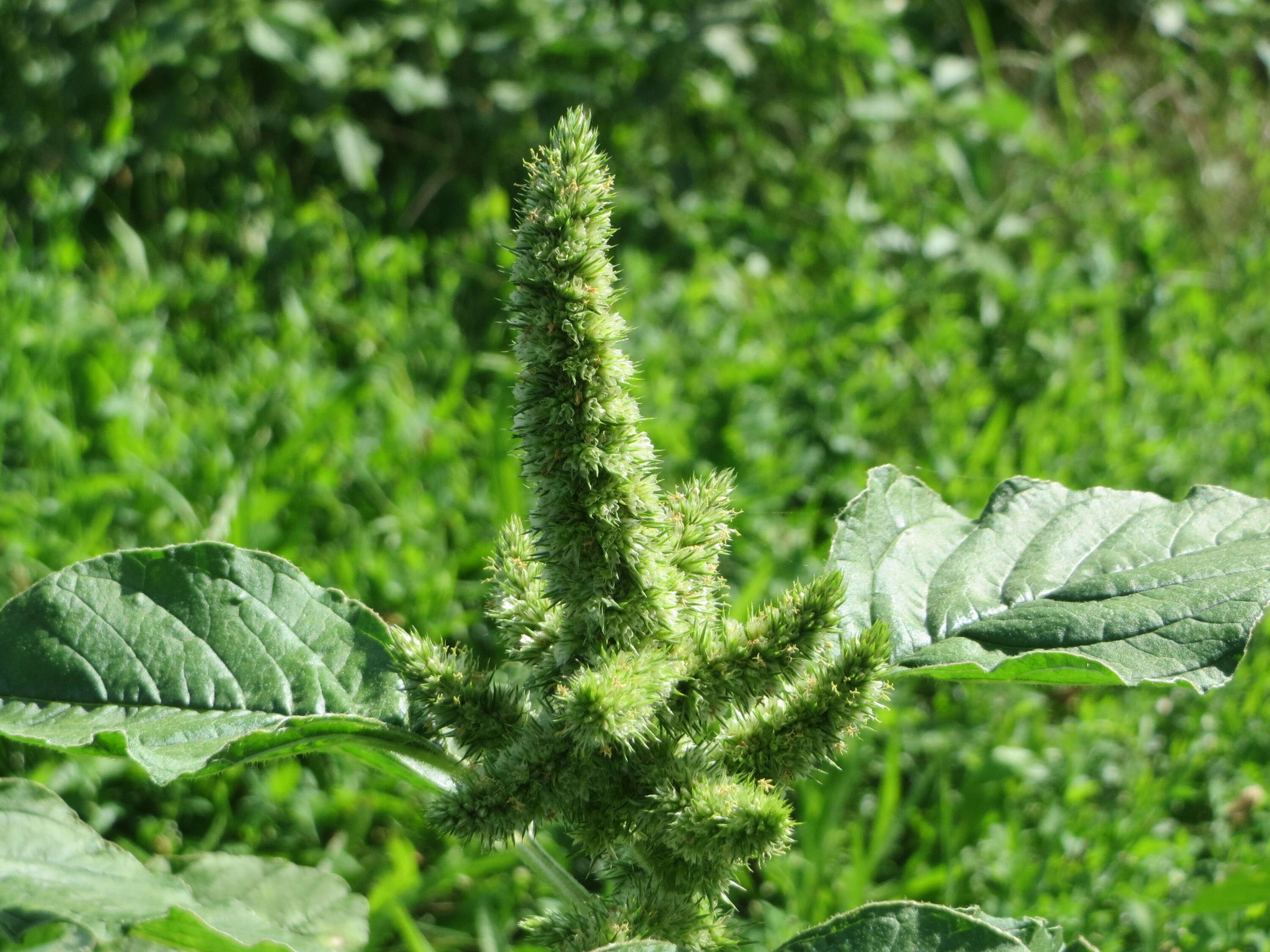 Image of redroot amaranth