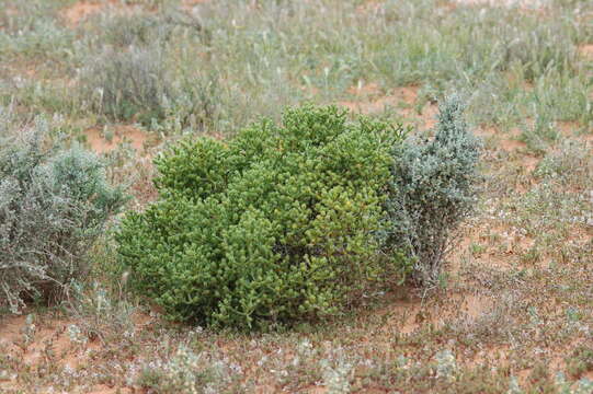 Image of Tecticornia triandra (F. Müll.) K. A. Sheph. & Paul G. Wilson