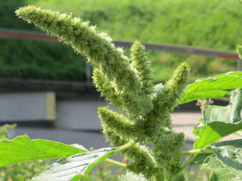 Image of redroot amaranth