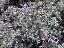 Image of Barr's milkvetch