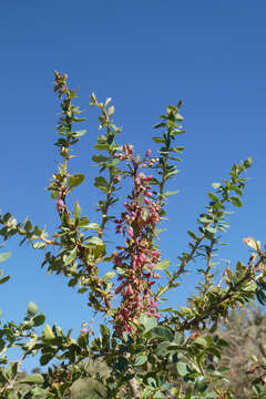 Image of Berberis vulgaris subsp. seroi