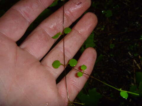 Image of Stellaria parviflora Banks & Soland. ex Hook. fil.