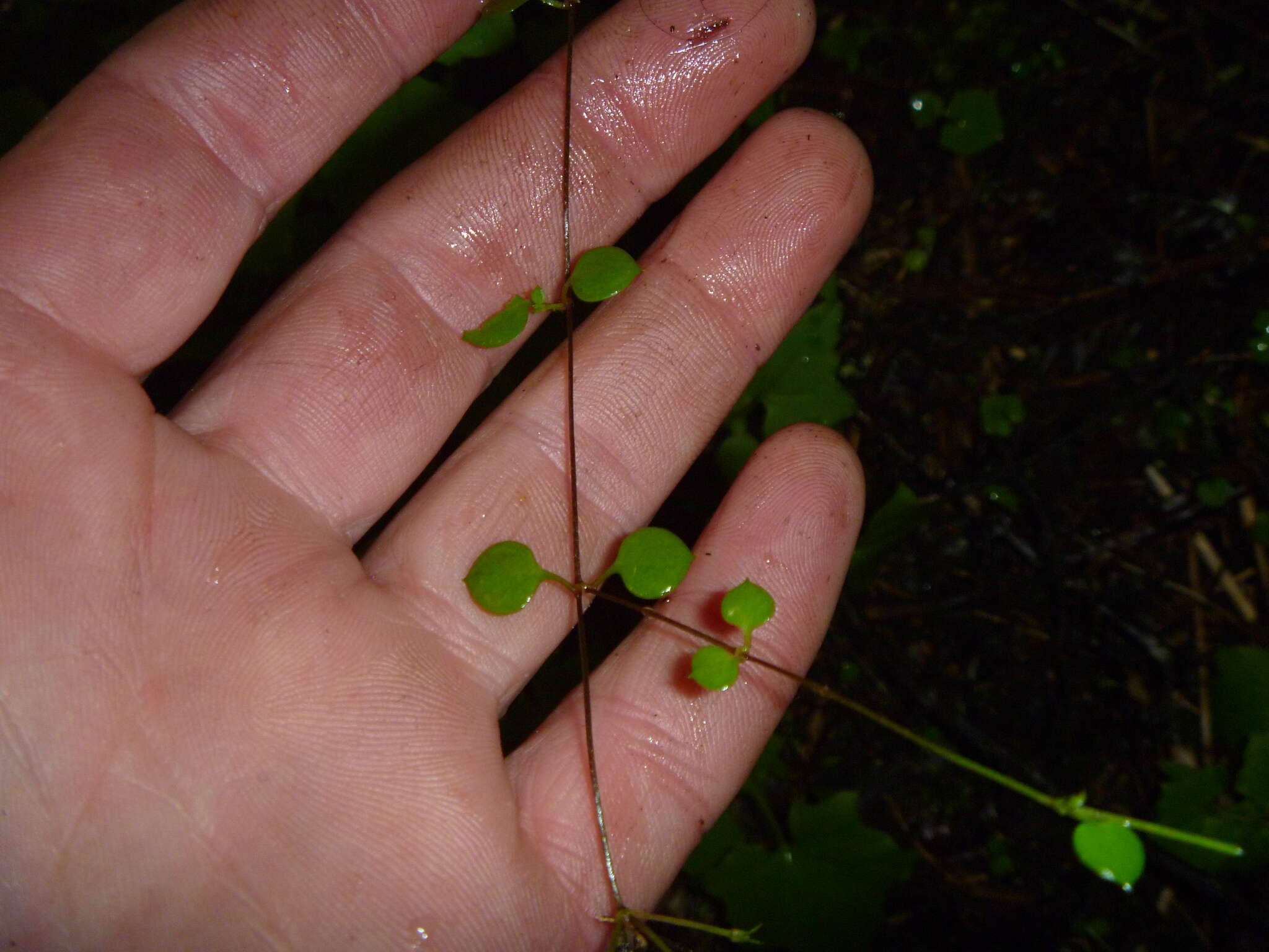 Image of Stellaria parviflora Banks & Soland. ex Hook. fil.