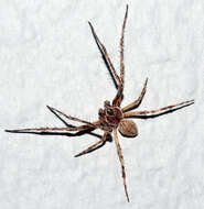 Image of Gray Cross Spider