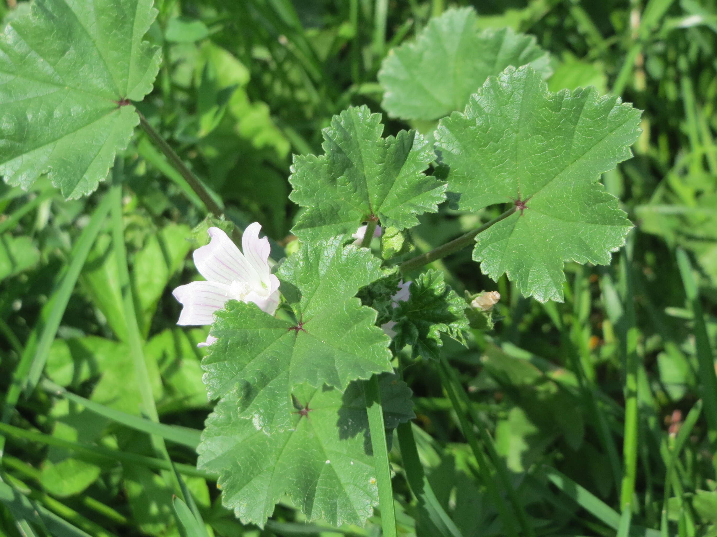 Image of common mallow