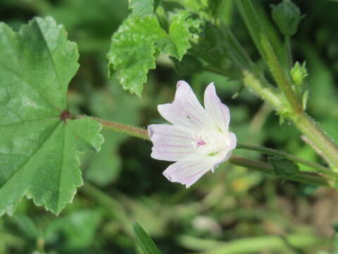 Image of common mallow