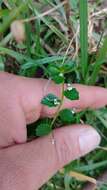 Pombalia parviflora (Mutis ex L. fil.) Paula-Souza resmi