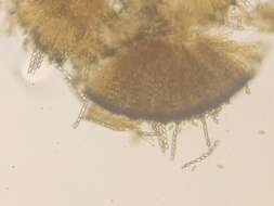 Image of Pseudombrophila cervaria (W. Phillips) Brumm. 1995