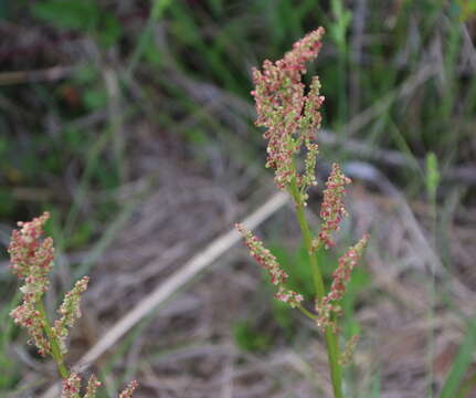 Imagem de Rumex hastatulus Baldw. apud Ell.