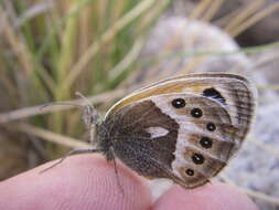 Image of Vaucher's Heath