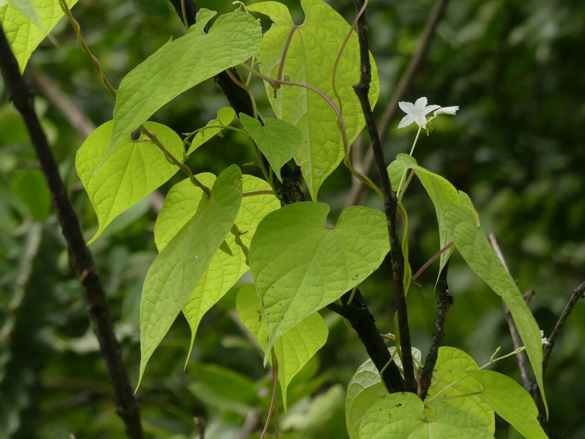 Image of Dinetus malabaricus (C. B. Cl.) Staples