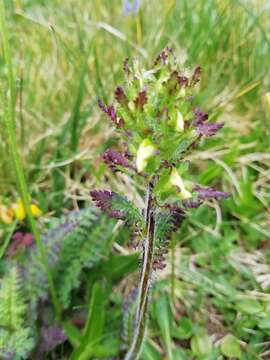 Image of Pedicularis ascendens Schleicher ex Gaudin