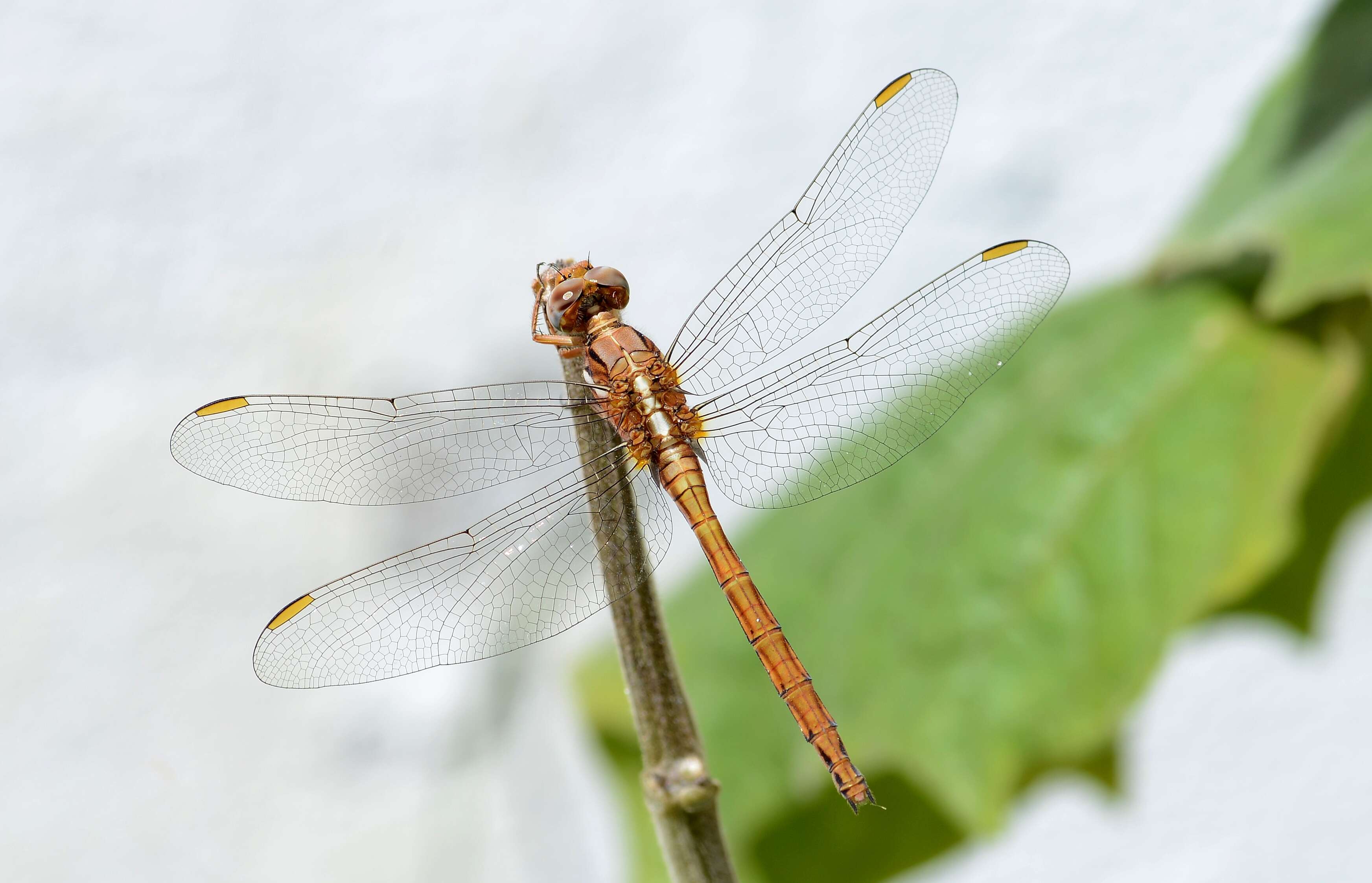 Image of Keeled Skimmer