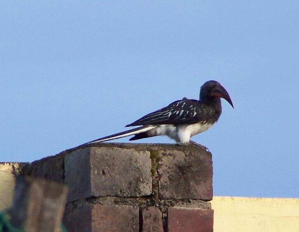 Image of Hemprich's Hornbill