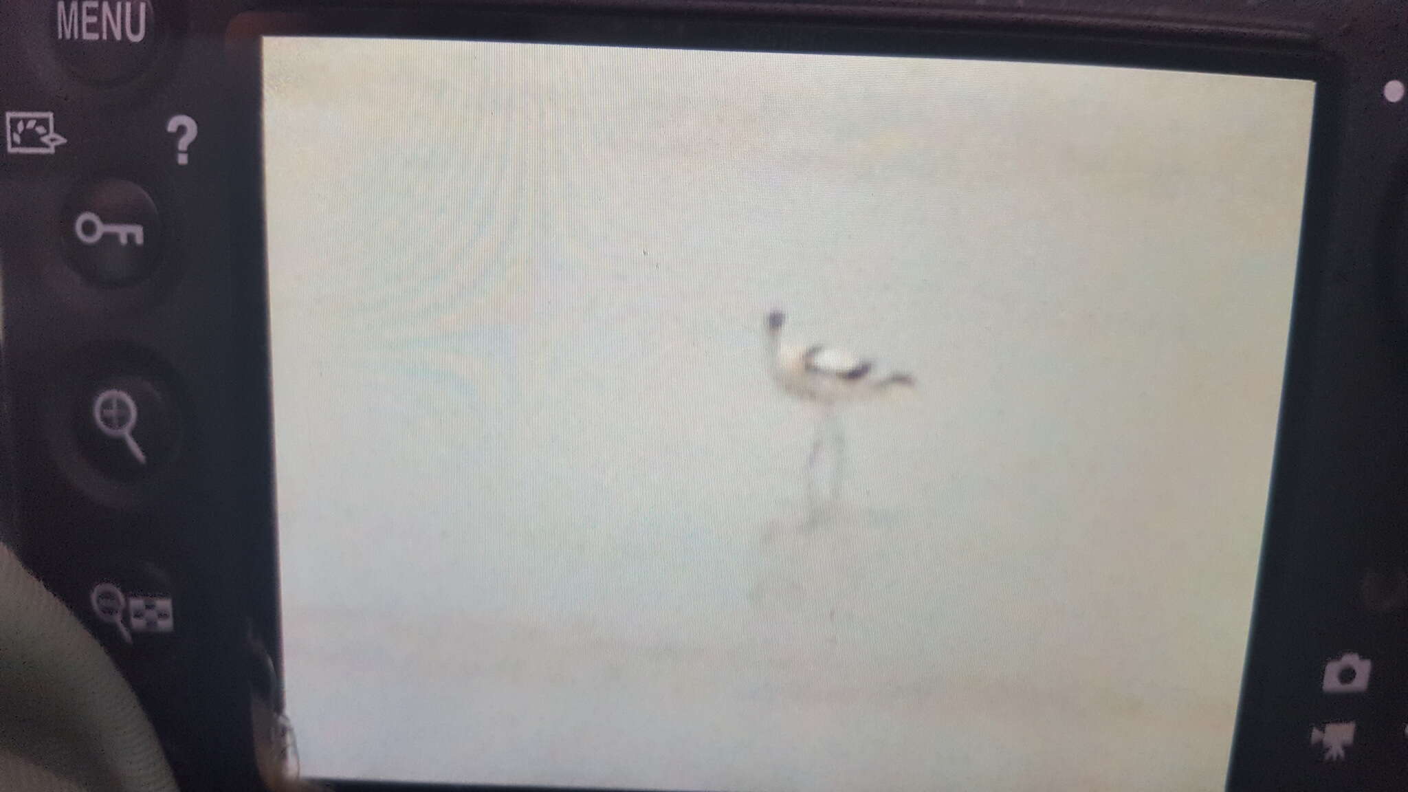 Image de Avocette à tête noire